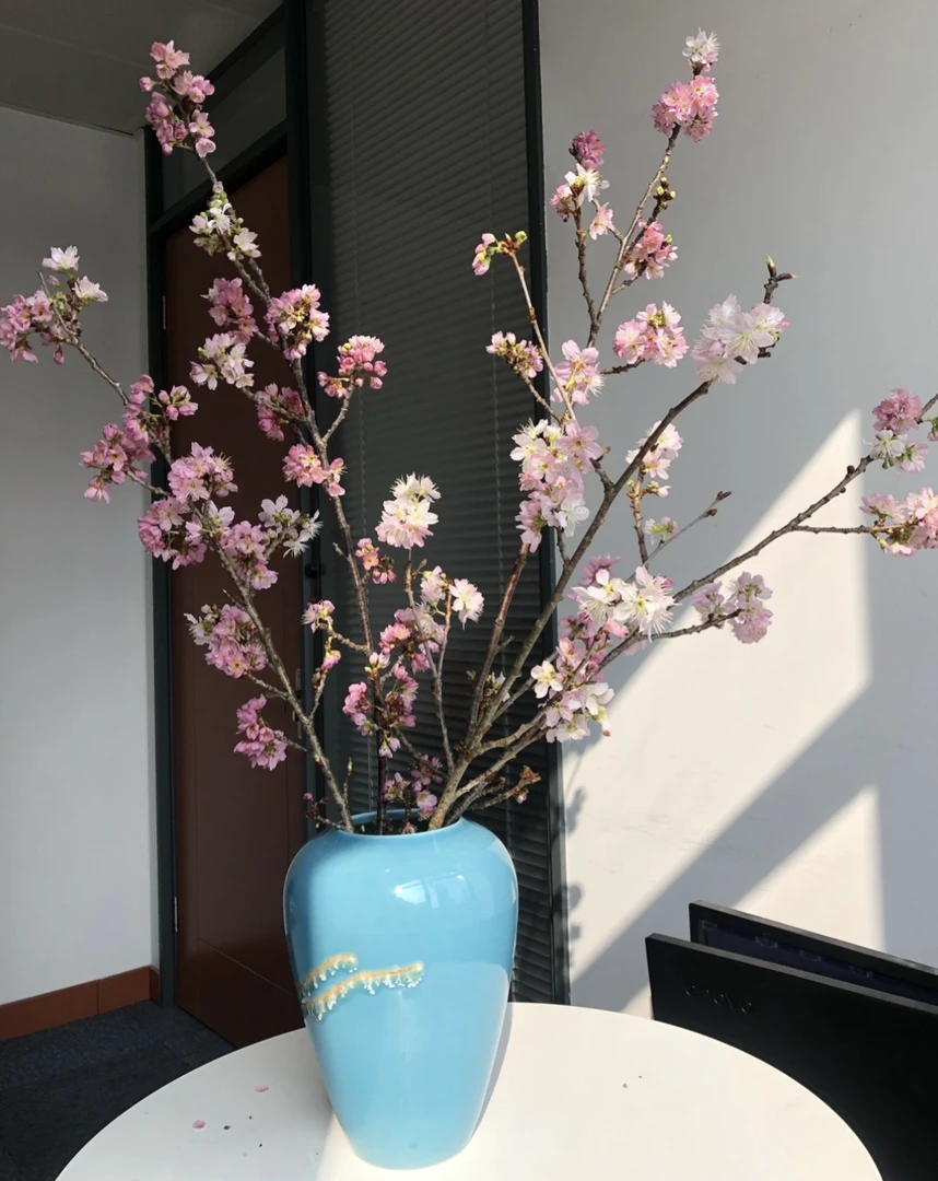 【云舍花卉】1.1米樱花一扎此商品单件包邮，不支持凑单【不指定快递】