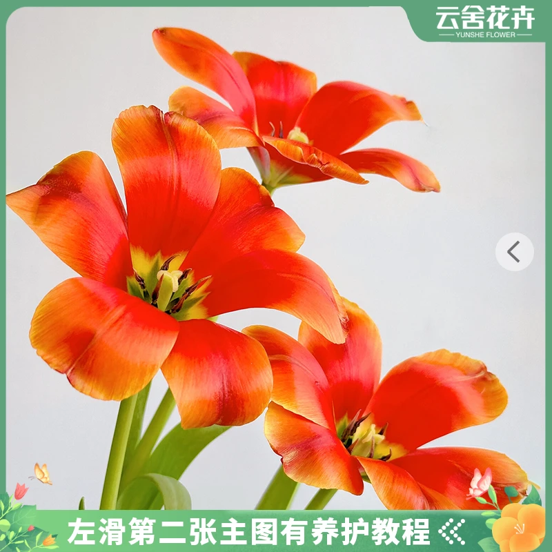 【云舍花卉】郁金香【真爱】任意2单或以上包邮发货基地鲜切花