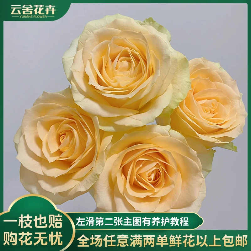 【云舍花卉】【方德荷冠】蜜桃雪山玫瑰10支【不保水】任意两单包邮