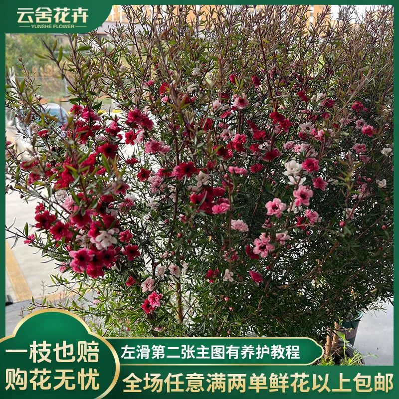 【云舍花卉】【松雪梅】绿植盆栽【带盆发货】【一单包邮不参与凑单】