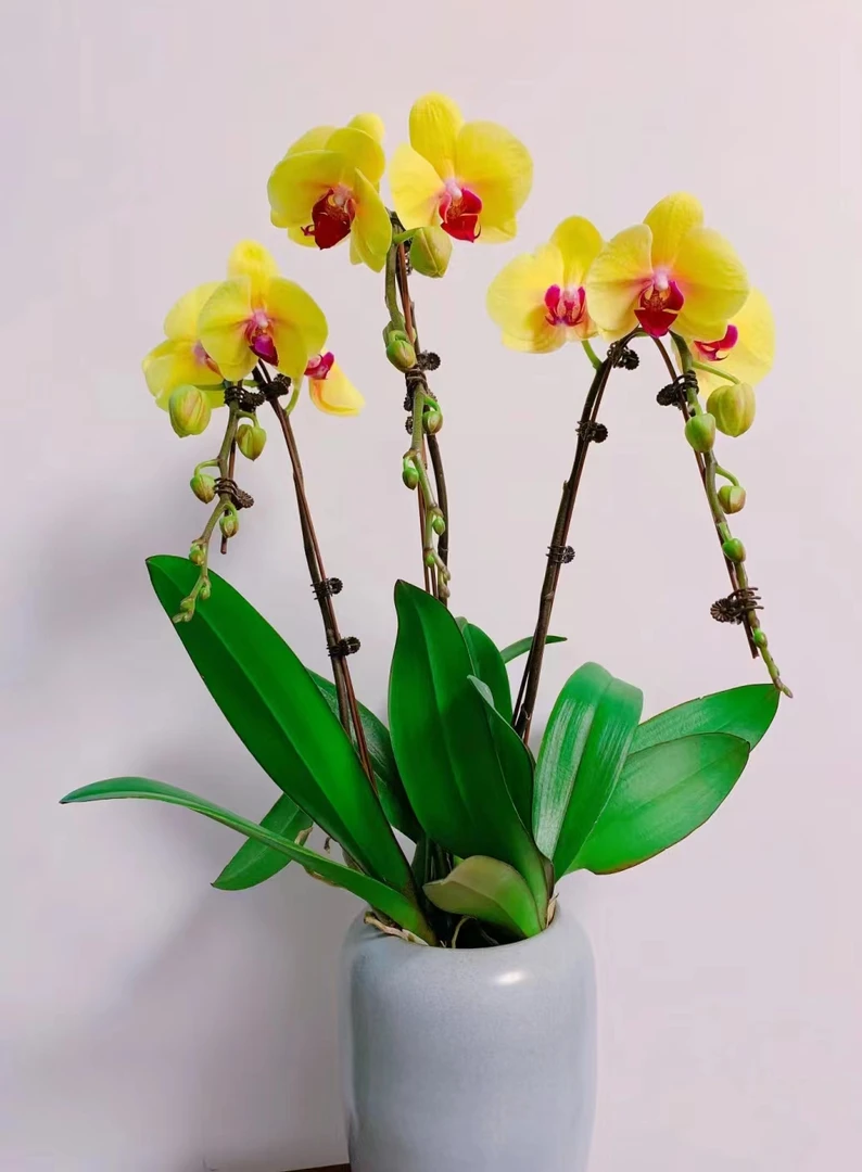 【云舍花卉】黄金美人蝴蝶兰盆栽3.5寸一盆【带育苗】任意两单包邮