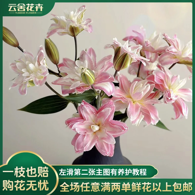 【云舍花卉】莲花之境重瓣百合美美的莲花系列任意两单或以上包邮花