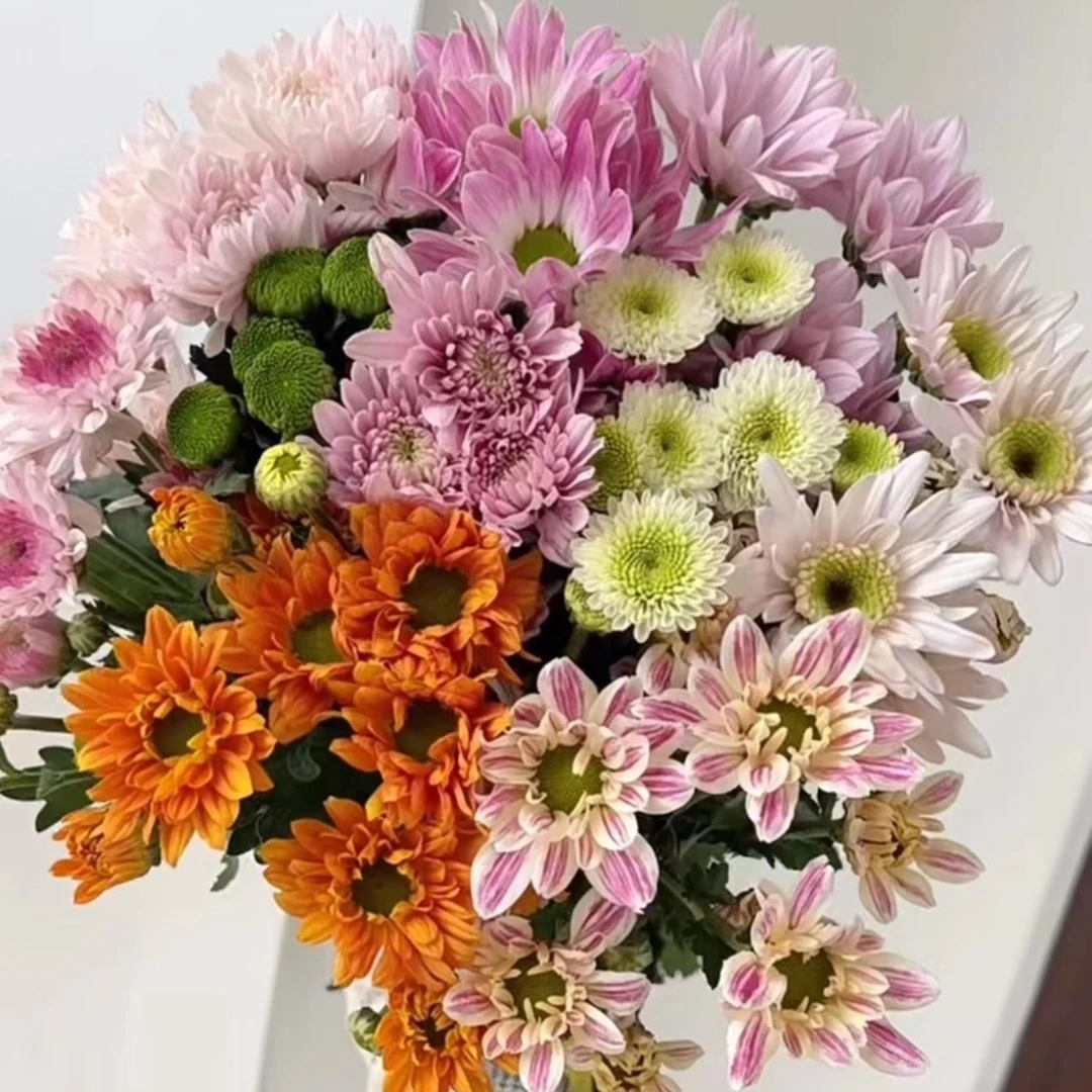 【云舍鲜花】混色小菊10支顺丰或京东家庭养花云南基地鲜切花节日