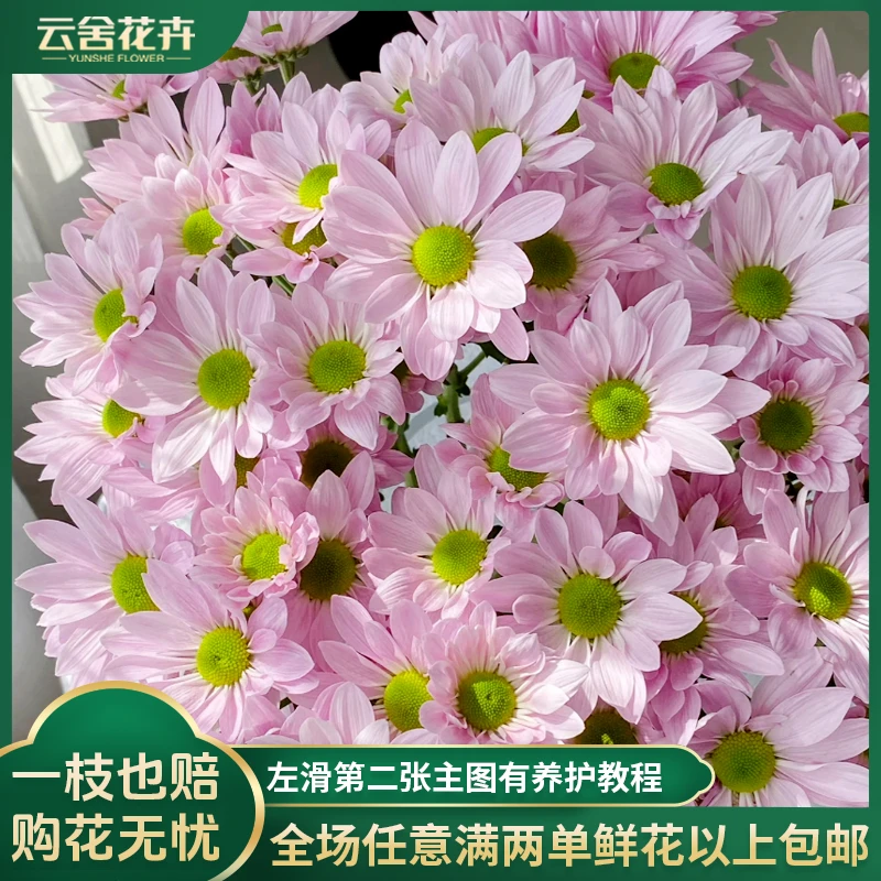 【云舍花卉】神仙颜值【粉色三文鱼】小菊全场任意满两单及以上包邮