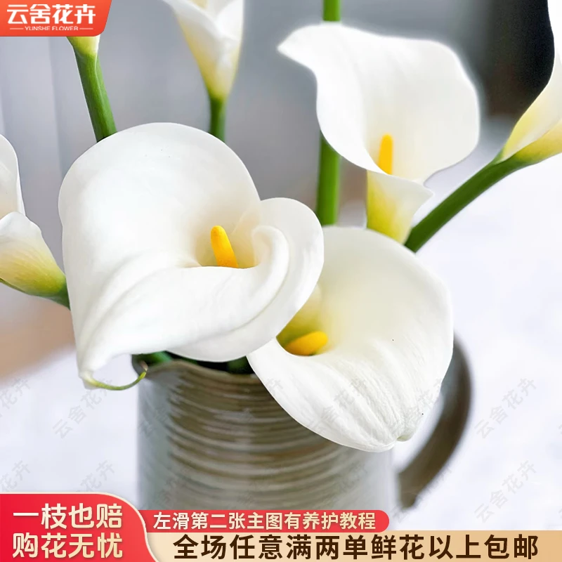 【云舍花卉】【高品质马蹄莲】 全场任意满两单及以上鲜花包邮发货