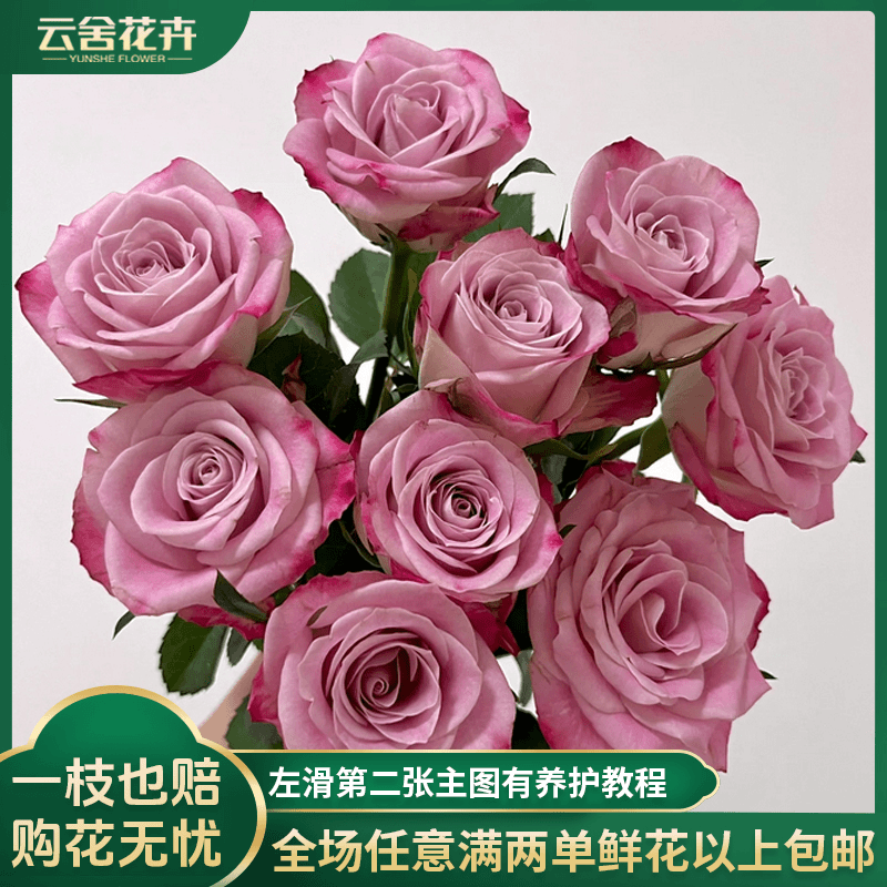 【云舍花卉】方德中小型花苞经典艾莉森【嘉荷】单头玫瑰10支不保水