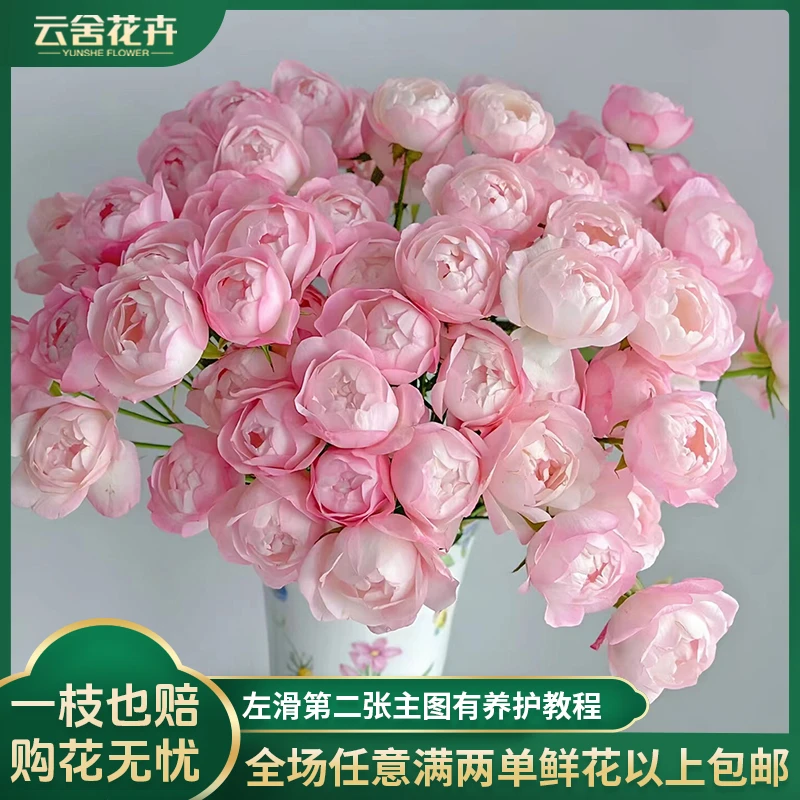 【云舍花卉】超稀有【草莓杏仁饼】多头玫瑰 任意满两单及以上包邮
