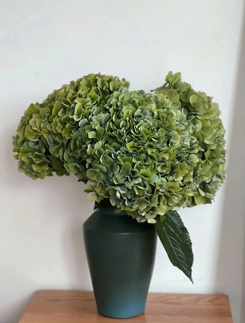 【云舍花卉】【老绿】绣球单瓣绣球一支任意2单或以上包邮发货