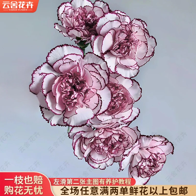 【云舍花卉】【紫精灵】康乃馨【不保水】任意满两单及以上鲜花包邮发货