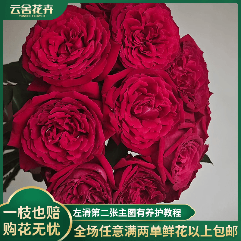 【云舍花卉】稀有75cm【恩钿夫人】单头玫瑰任意两单以上包邮发货