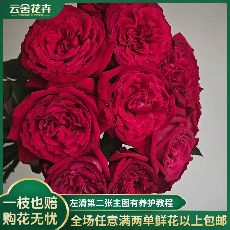 【云舍花卉】稀有【恩钿夫人】单头玫瑰任意两单以上包邮发货