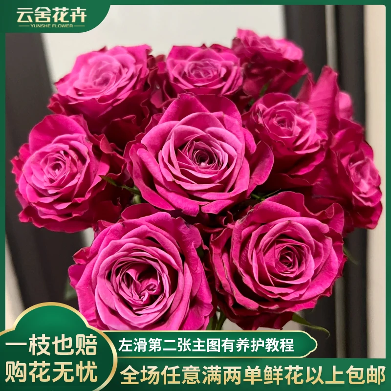 【云舍花卉】【方德荷冠】苏珊单头玫瑰10支任意2单包邮
