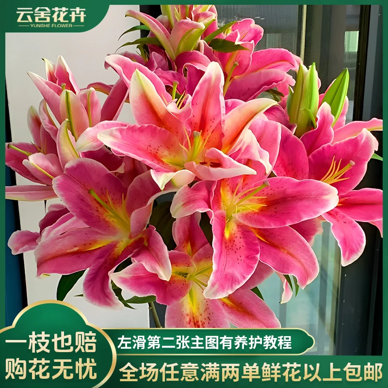 【云舍花卉】【鸿运当头】单瓣百合 全场任意满了两单及以上鲜花包邮