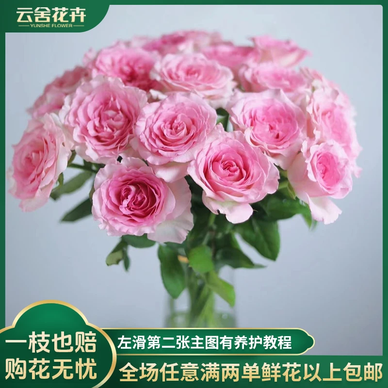 【云舍花卉】花魁【洛神】单头玫瑰任意两单以上包邮发货鲜切花