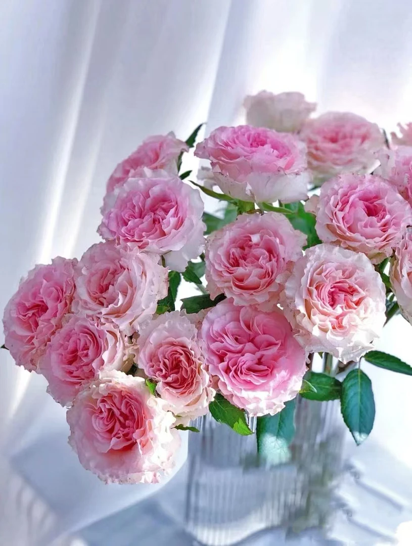 【云舍鲜花】洛神单头玫瑰10支顺丰或京东家庭养花云南基地鲜切花