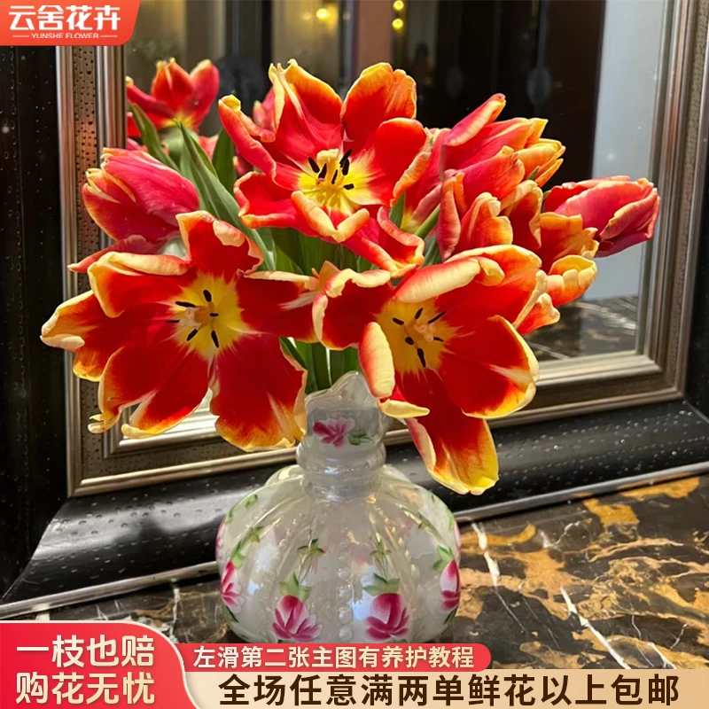 【云舍花卉】【迪杰鹦鹉】郁金香全场任意满两单及以上鲜花包邮发货