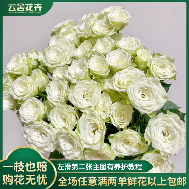 【云舍花卉】60-70cm繁星泡泡多头玫瑰任意两单以上包邮发货