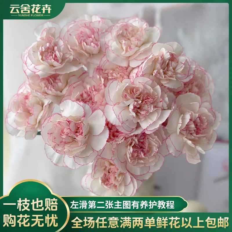 【云舍花卉】【小天使】康乃馨20支全场任意满两单及以上鲜花包邮