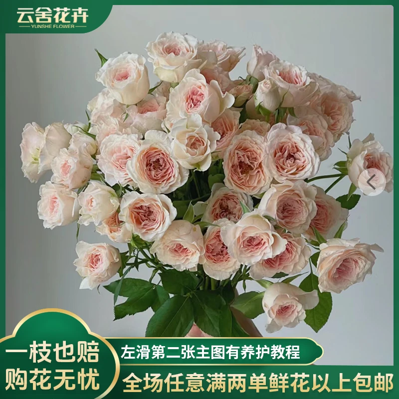 【云舍花卉】【斯嘉丽】多头玫瑰全场任意满两单及以上鲜花包邮发货