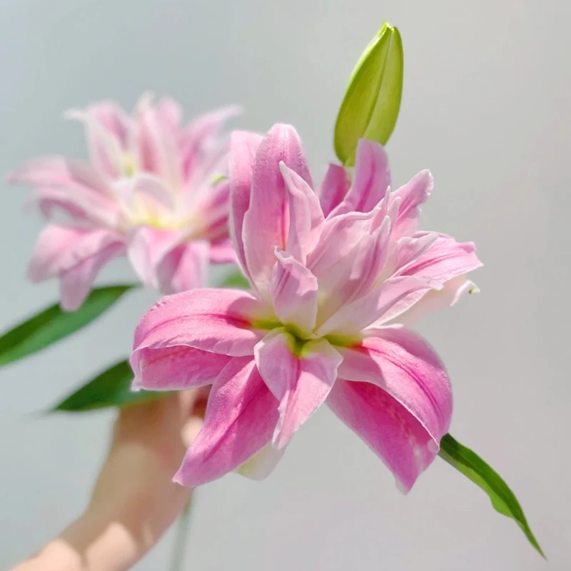 花千氧【红丝带】重瓣百合装饰鲜切花水养客厅直播间送礼中秋节