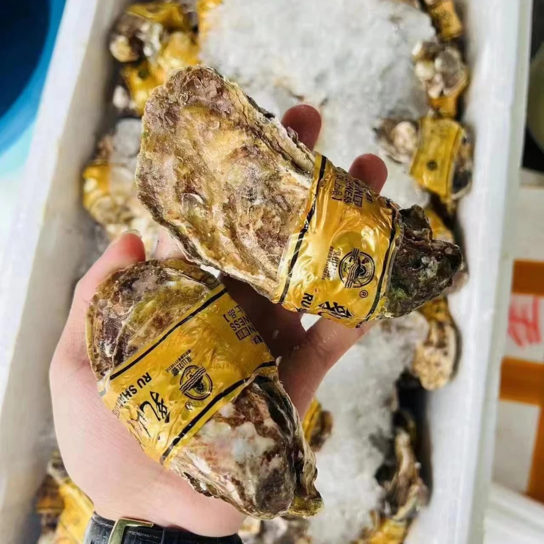 山东乳山生蚝3+60千克（10元三个）