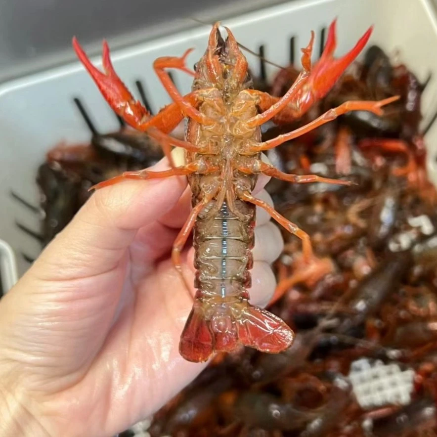 （鲜活）小龙虾500g同城配送