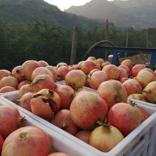 河阴石榴，农户直发，山上的石榴