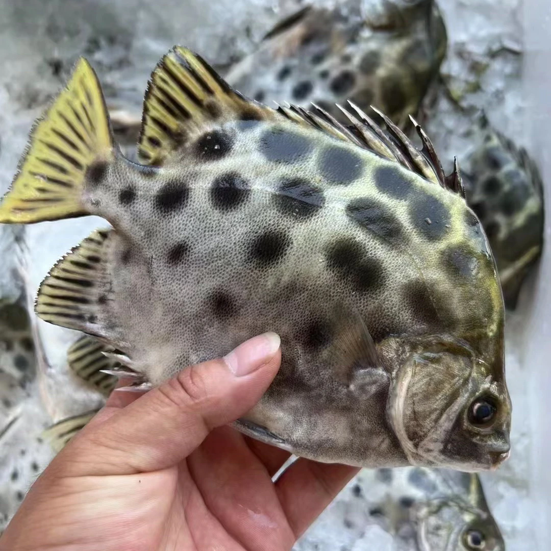 汕尾本港野生金鼓鱼现称现拍