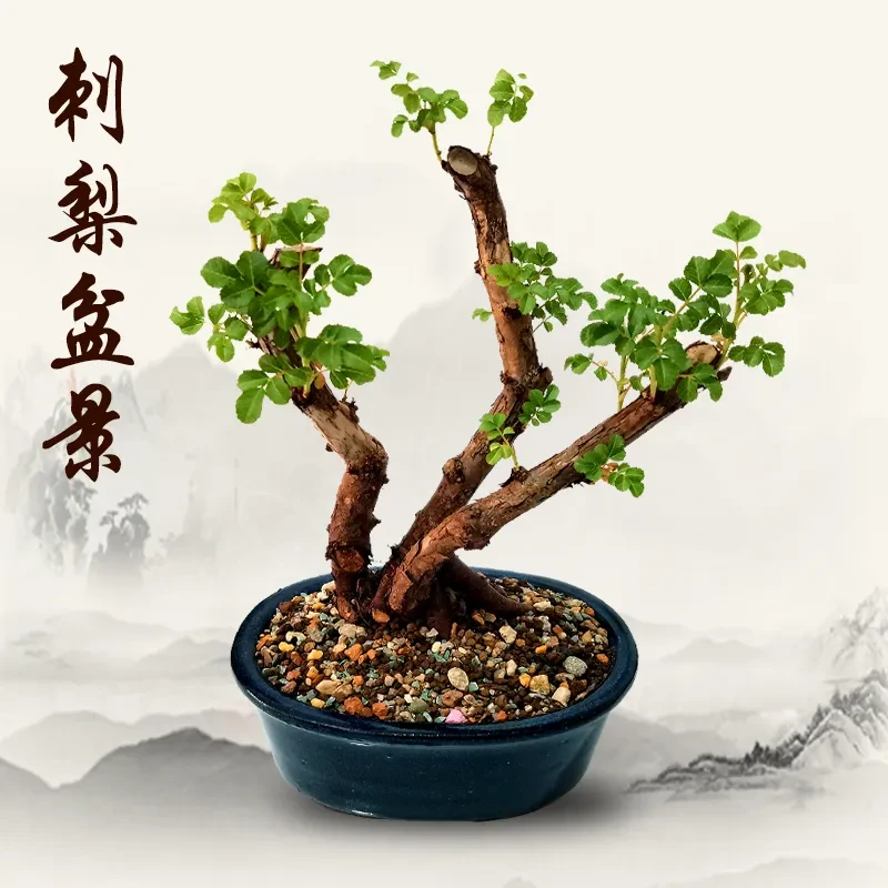 刺梨桃金娘水杨梅熟桩，直播间一物一拍都美竹舍利子盆栽绿植盆栽