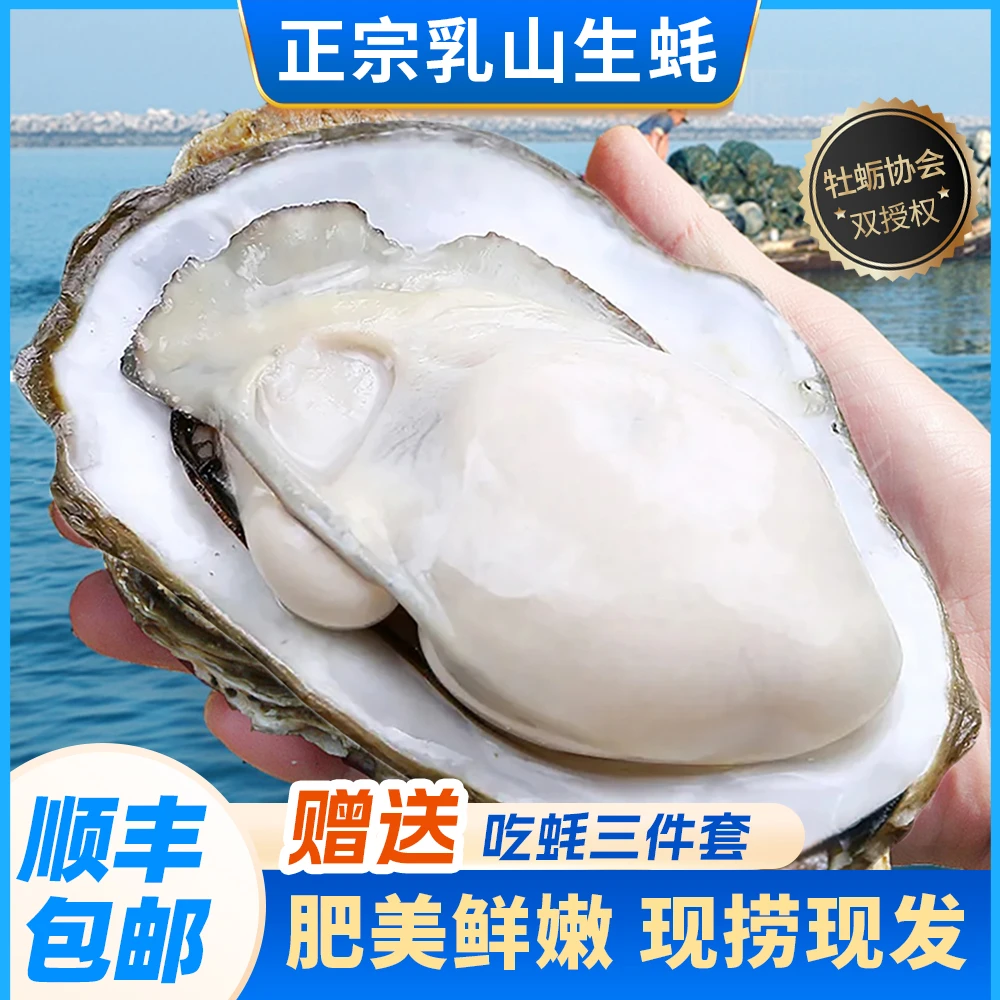 【顺丰包邮】正宗乳山生蚝鲜活牡蛎海蛎子5斤10斤海鲜水产新鲜