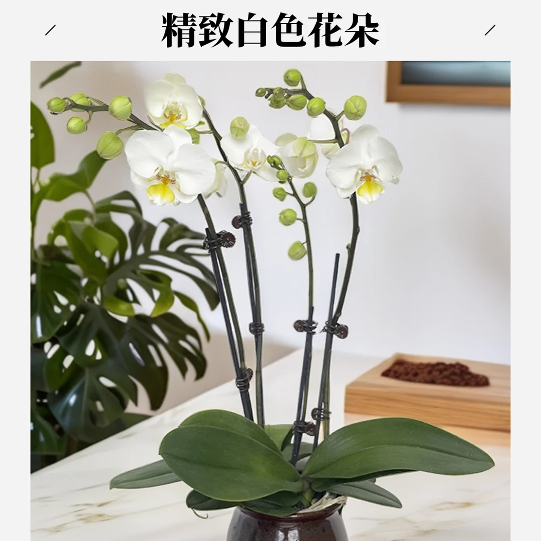 飞花|蝴蝶兰|星空|