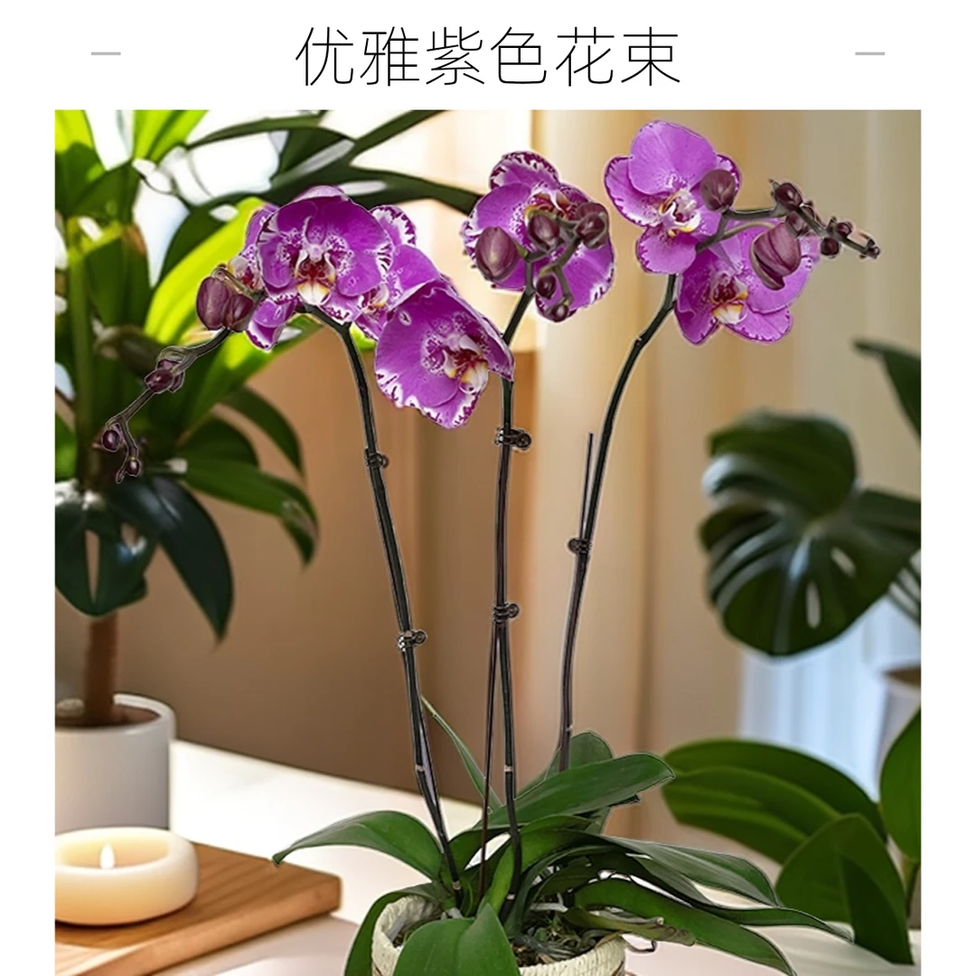 飞花|蝴蝶兰|藏宝图