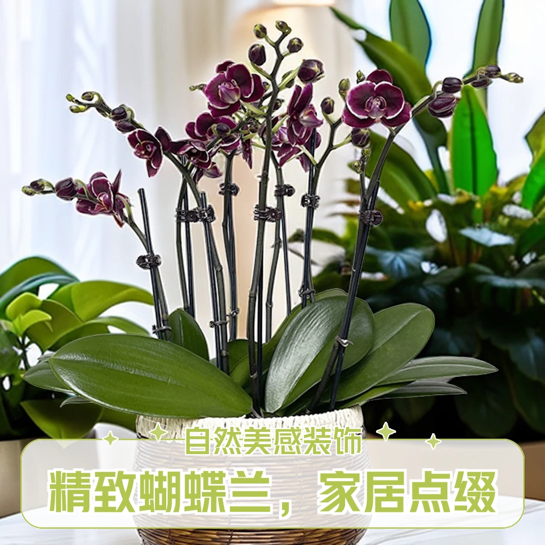 飞花|蝴蝶兰|小王子|欧洲进口