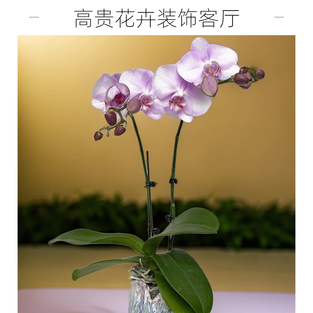 飞花|蝴蝶兰|大粉花|