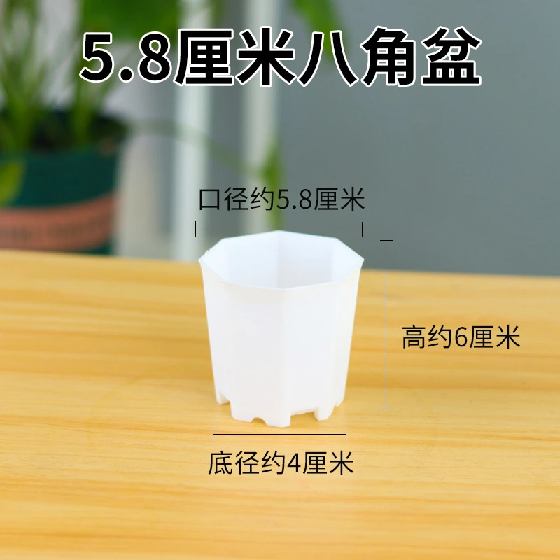 【植白】5.8厘米八角方盆多肉植物塑料白色透气款简约小花盆育苗盆