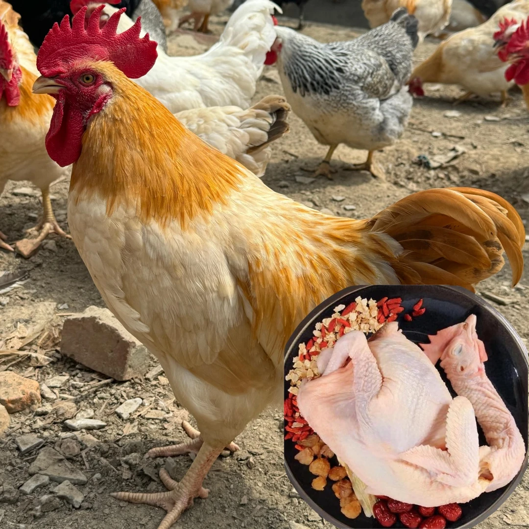 3只古典公鸡 大山散养6个月 黄脖白身 肉质鲜美生鲜鸡 顺丰包邮