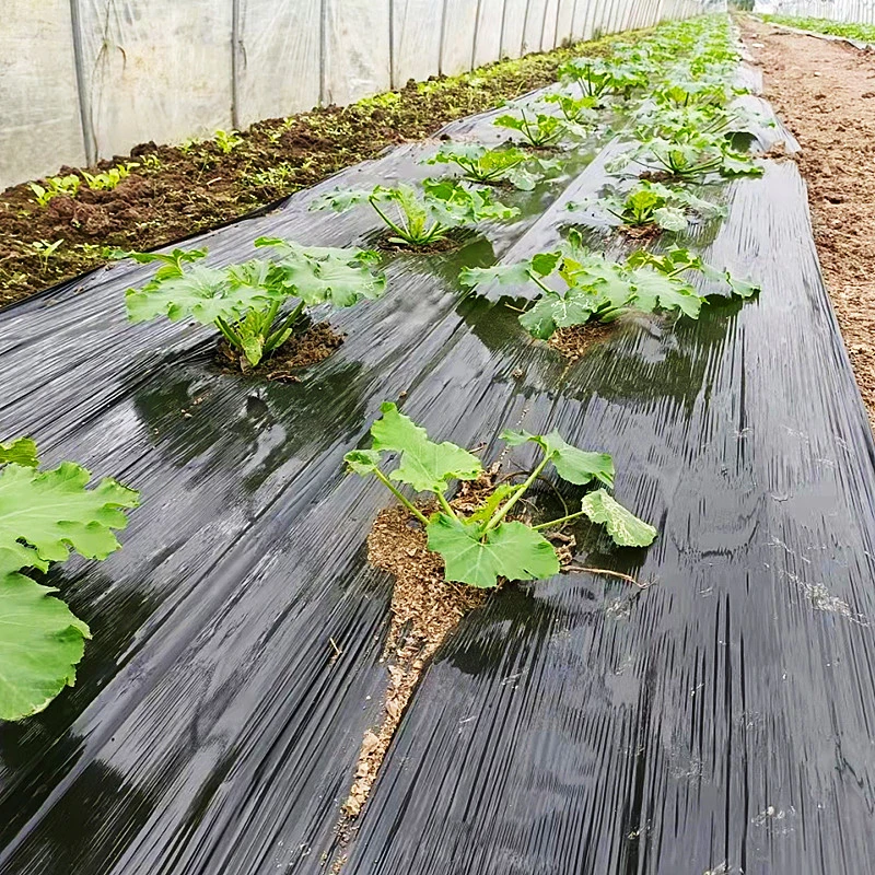 种菜专用地膜种蒜草莓西瓜果园除草薄膜大棚鹏胶纸辣椒农用黑盖