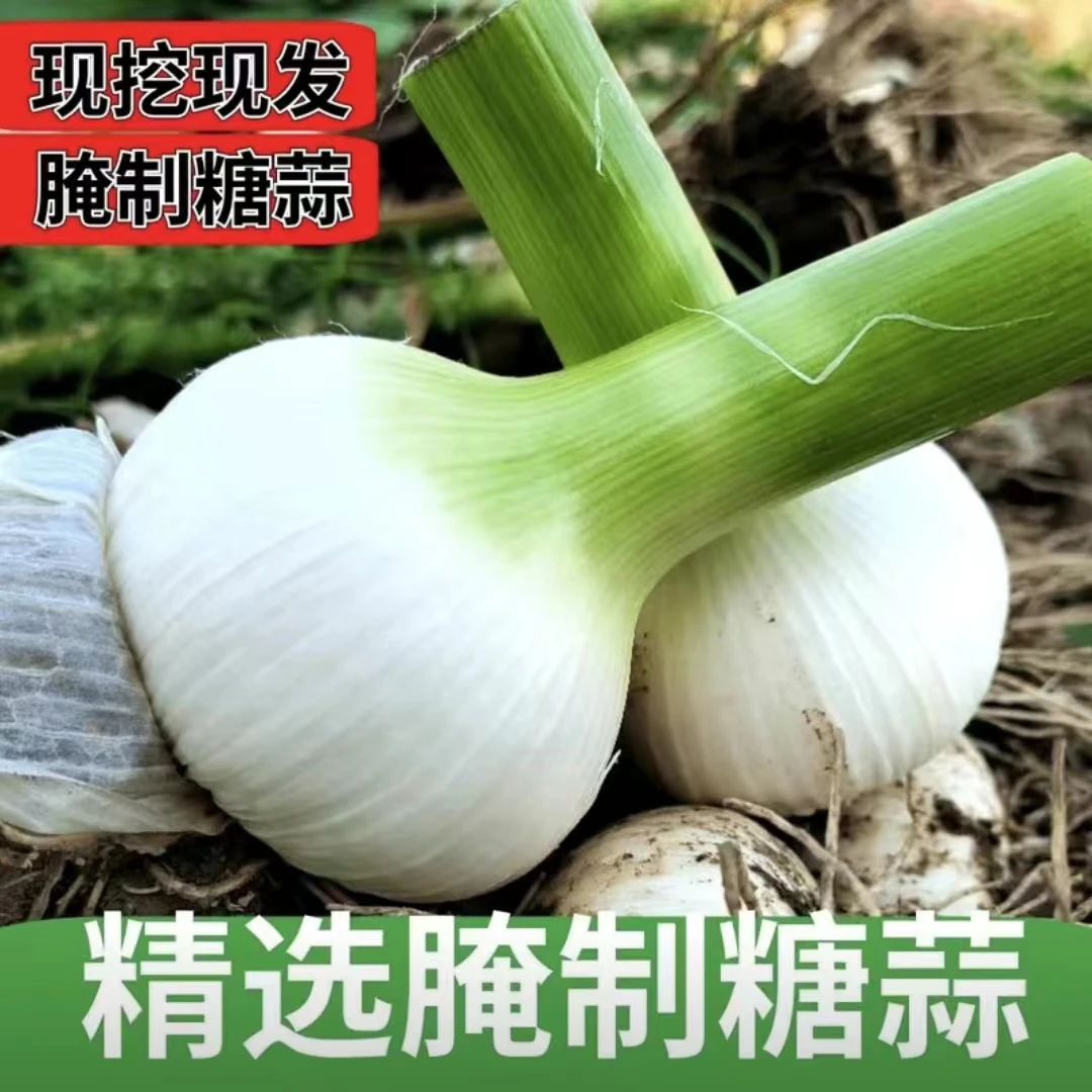 东北马牙蒜 青蒜 鲜蒜 精选嫩蒜 腌制糖蒜咸蒜50头包邮