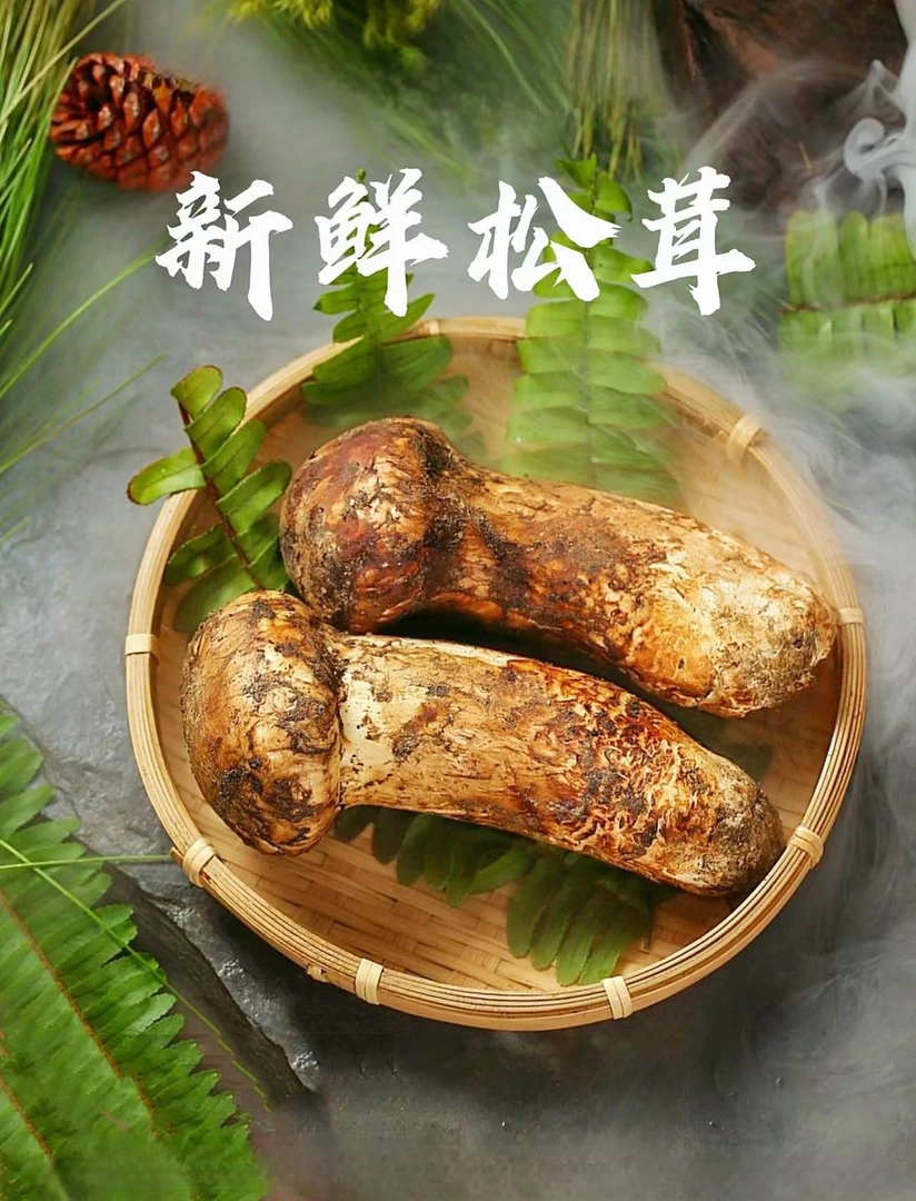 云南香格里拉松茸菌
