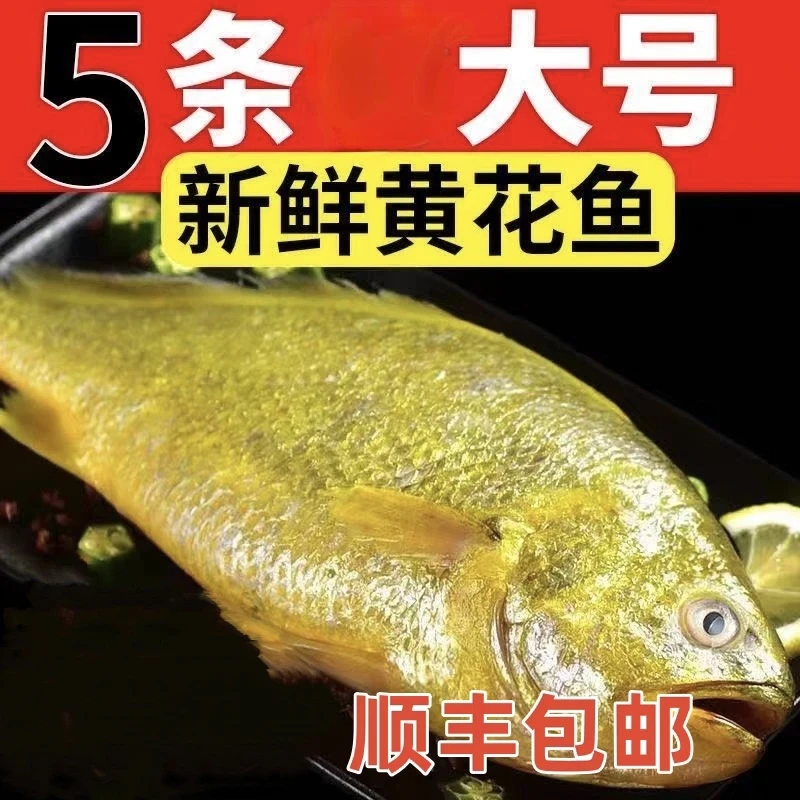 新捕大号海黄花鱼4+1共5条新鲜捕捞大黄鱼干冰缩鲜9两—1斤每条