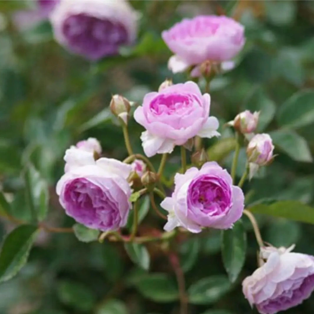 玛姬婶婶月季花苗四季开花紫色丰花微型浓香盆栽玫瑰藤本蔷薇爬藤