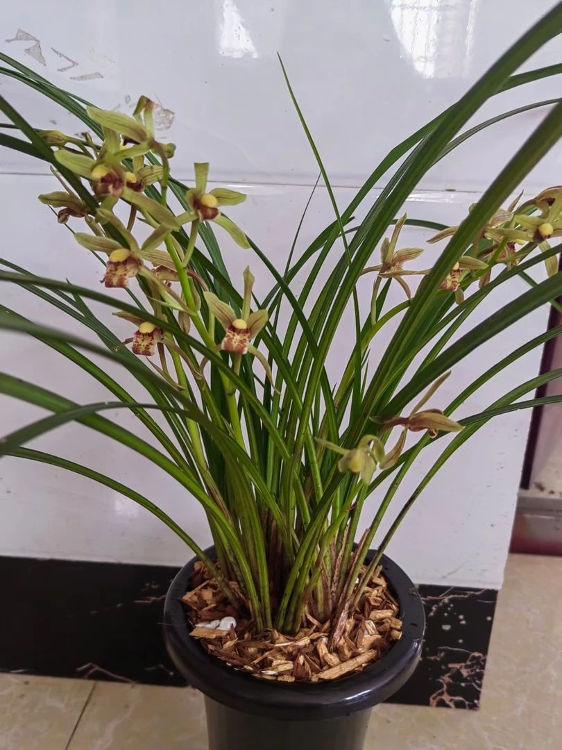 兰花秋芝  花卉盆景