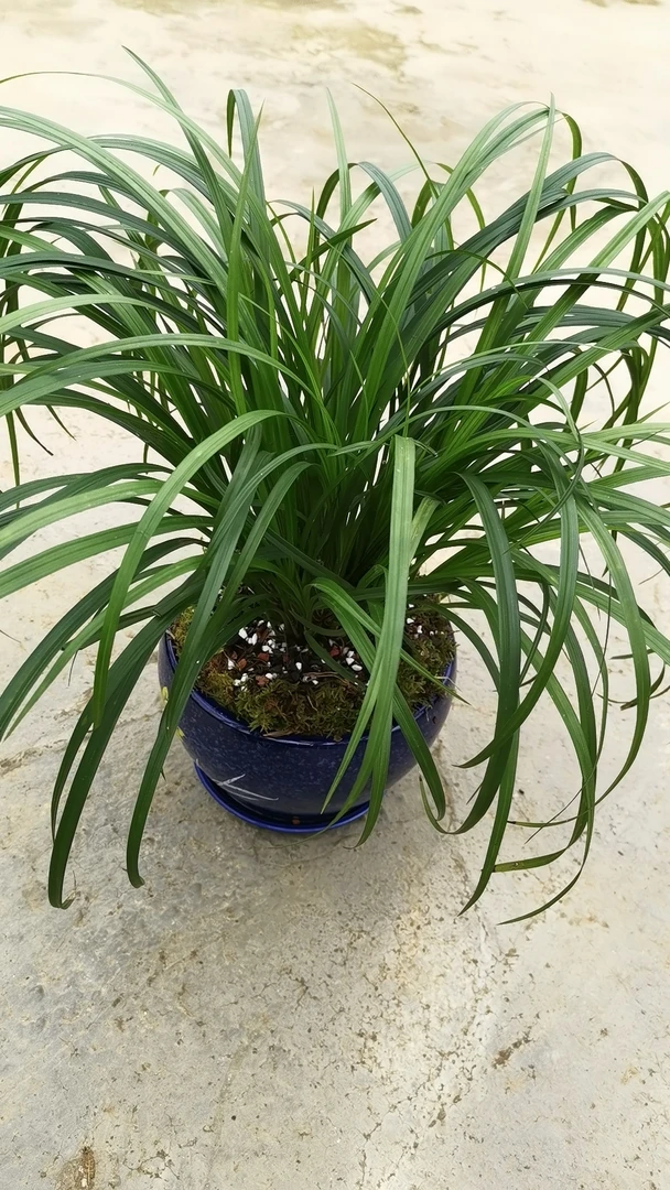 兰花秋芝，满180包邮