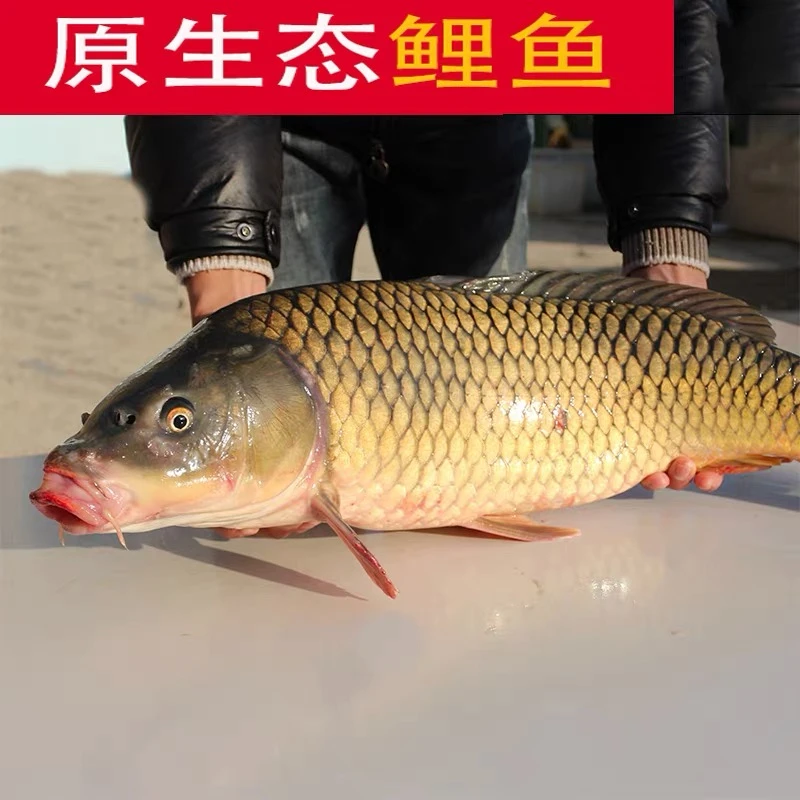 松花湖野生 大鲤子 2斤起