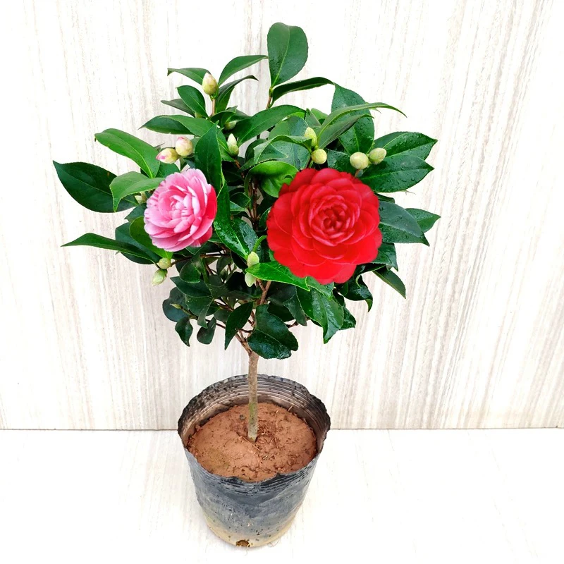 五色赤丹茶花盆栽多色花可室内外阳台花卉