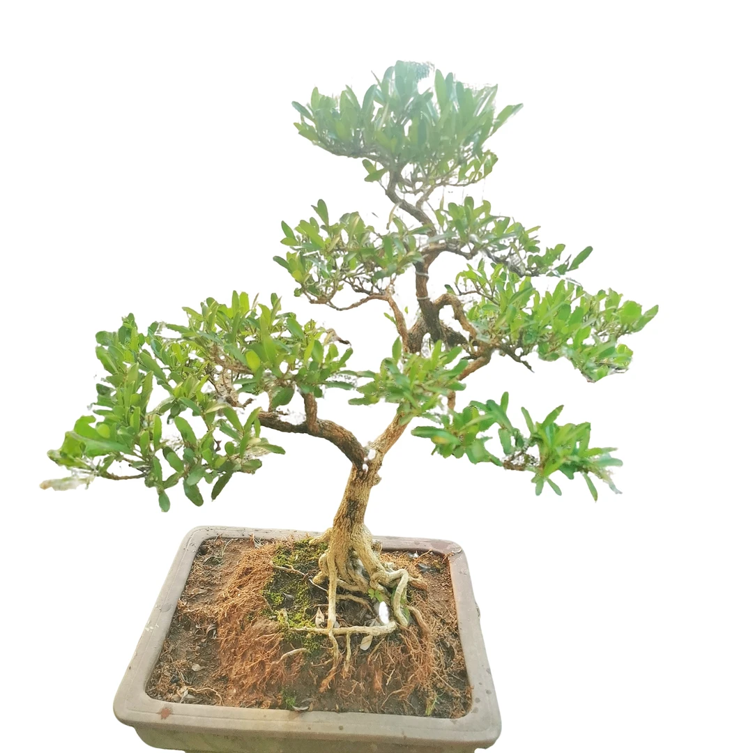 黄杨.雀梅.榆树.罗汉松.胡椒木.等盆景一物一拍直播间叫到再付