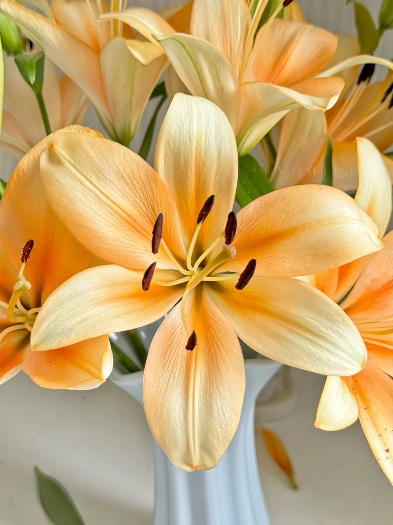 一首花卉（橙色帝王）香水百合，云南基地发货
