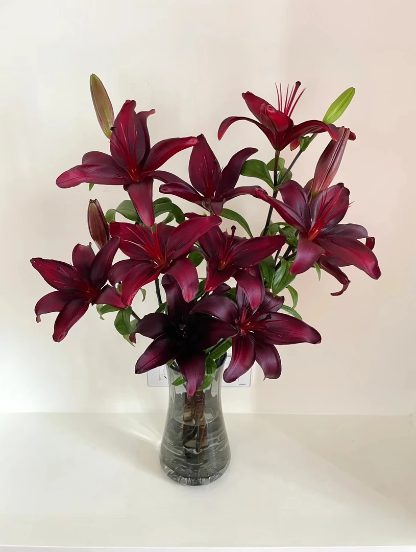 一首花（黑贝）亚百合，云南基地发货 ，（任意两单顺丰）