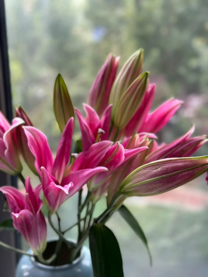 一首花卉（凤舞稀有品种）香水百合，云南基地发货
