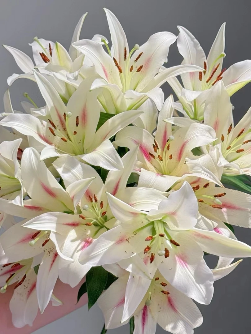 一首花卉（小仙女）香水百合，云南基地发货。